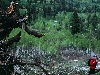 treemike.jpg